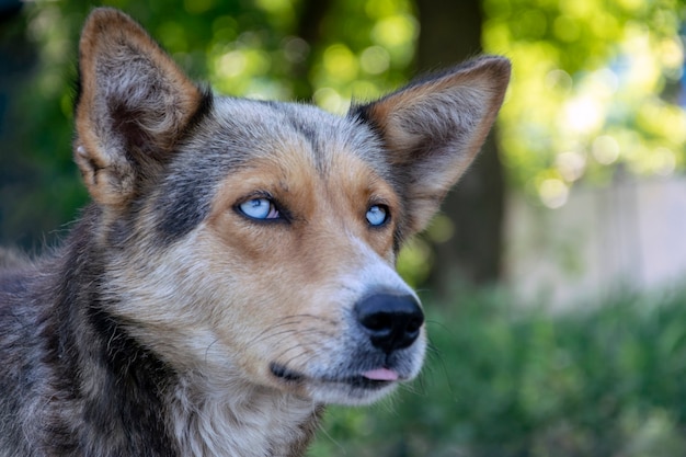 Homeless dog with blue eyes, close-up muzzle, selective focus\
on eyes