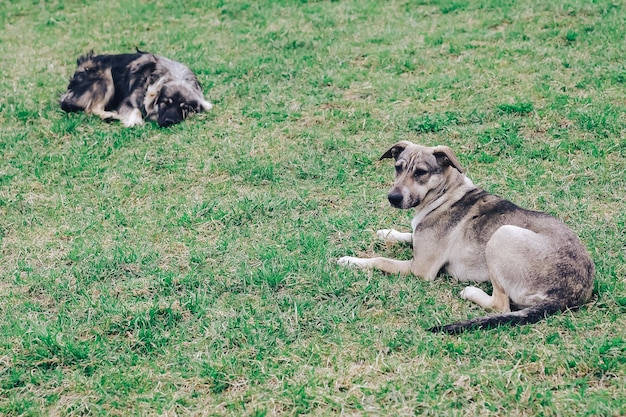 Homeless dogs rest on a green lawn