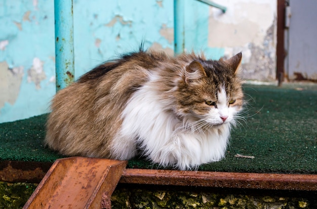 A homeless fluffy multi-colored cat with sick eyes lies on the street