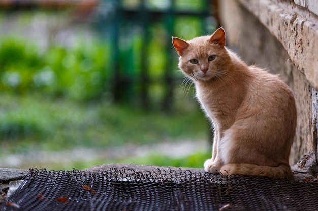Бездомный рыжий кот сидит на улице и смотрит в камеру