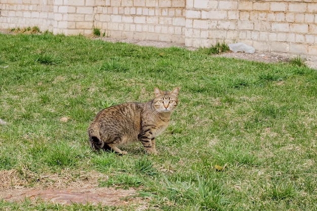 Homeless gray cat on the green grass