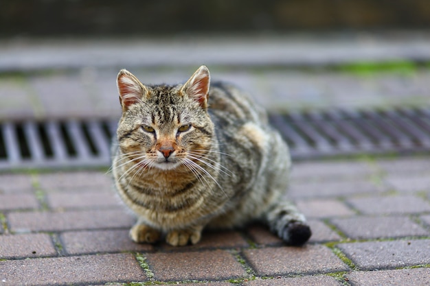 路上でホームレスの灰色の猫