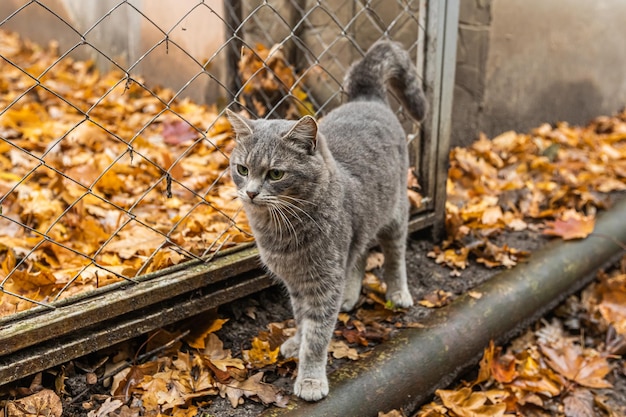 ホームレスの灰色の猫が秋に通りを歩く