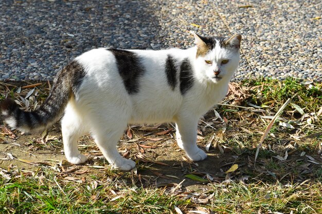 Homeless hungry sick white cat outside walking