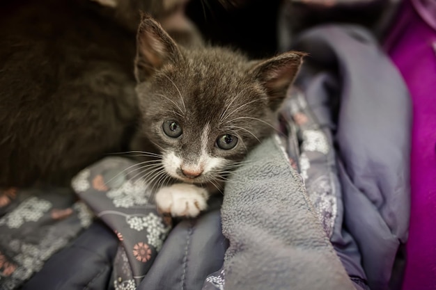 プラスチック箱の中に抱きしめられたホームレスの子猫が家を切望しています