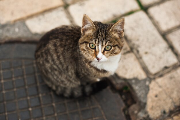 Homeless kitten