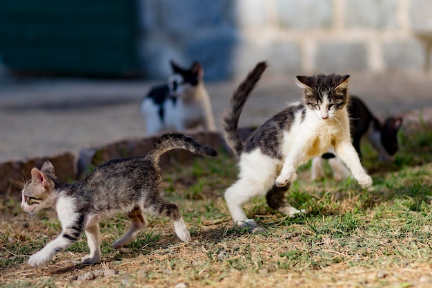 Homeless kittens play