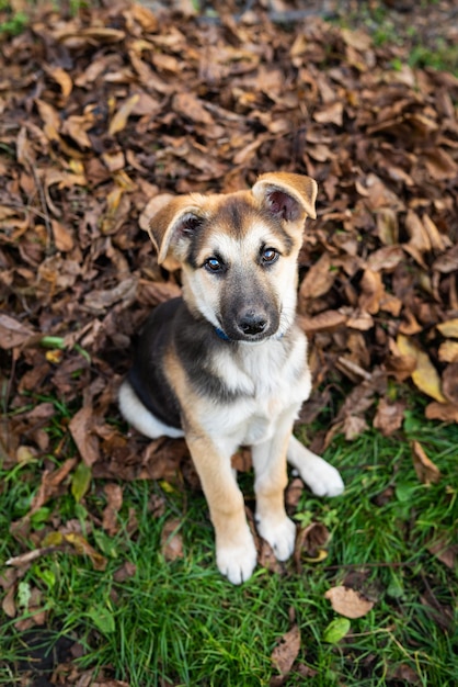 A homeless little very beautiful dog looks straight ahead stands on a dry fallen autumn leaf and looks straight into the camera