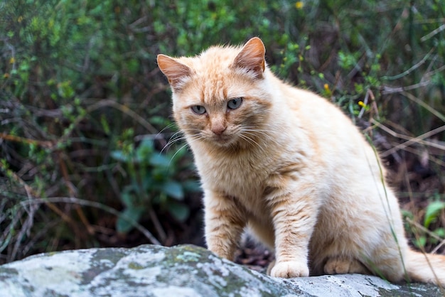 Бездомный рыжий кот сидит на большом камне в лесу.