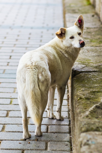 ホームレスの悲しい犬