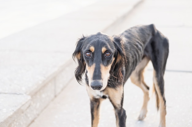 Homeless saluki dog stand in city