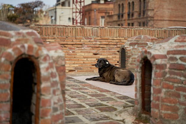 A homeless spayed dog lies on the street.