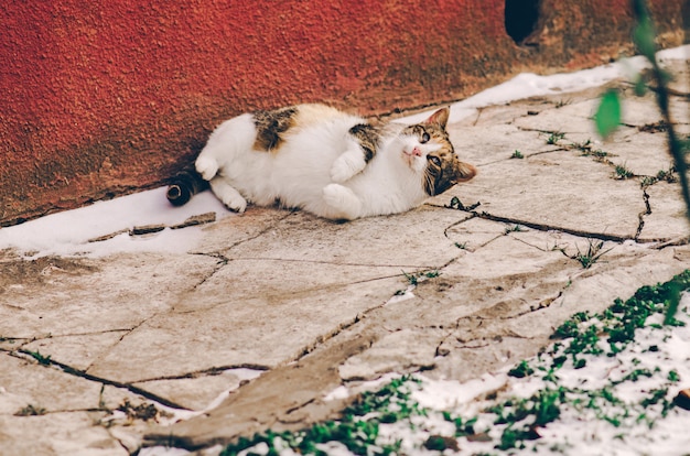 Homeless  stray cat on the rustic street