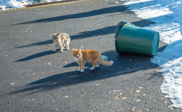 Homeless stray cats begging for food in winter problem of
homeless stray and abandoned animals concept of shelter for stray
cats problem of stray animals concept of shelter for cats