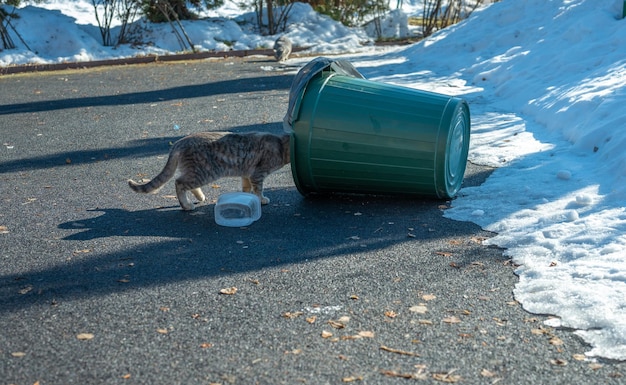 Homeless stray cats begging for food in winter problem of
homeless stray and abandoned animals concept of shelter for stray
cats problem of stray animals concept of shelter for cats