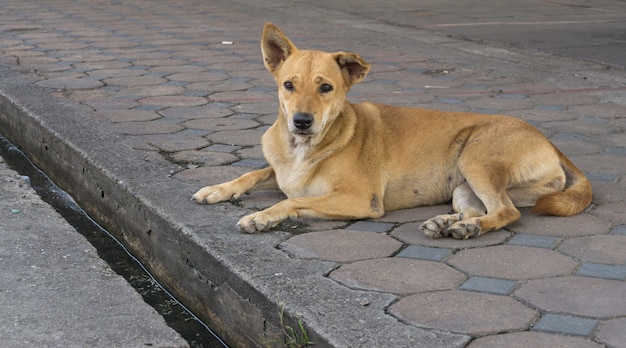 Photo homeless stray dog is sitting in the street.