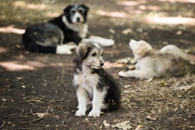 Homeless stray small dog outdoors