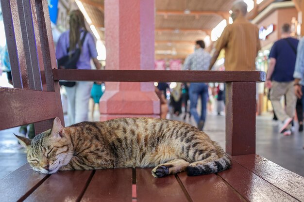 Il gatto tabby senzatetto dorme sulla panchina sul mercato tradizionale a dubai, emirati arabi uniti, fuoco selettivo