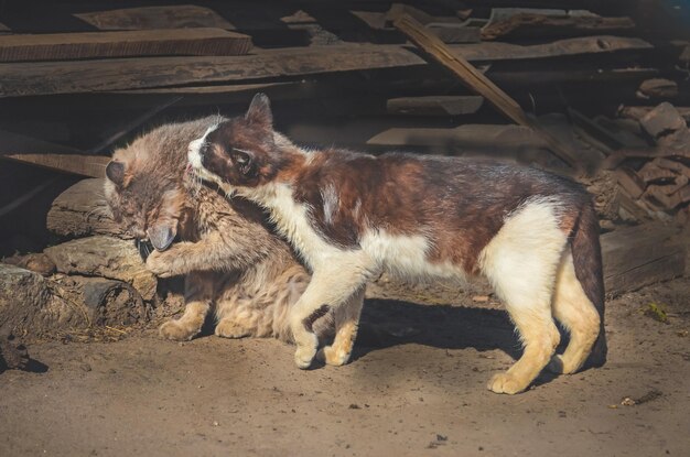 Бездомные дикие кошки на грязной улице Бродячие кошки в городе Группа бездомных кошек Дружелюбные кошки на улице