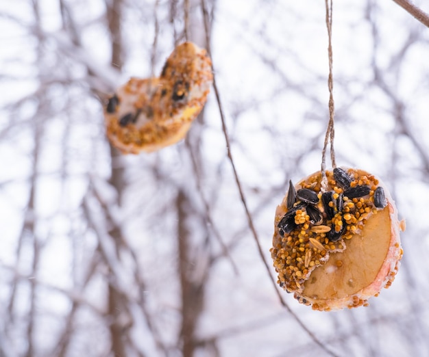 Homemade bird feeder in winter from seeds on apples and pumpkins