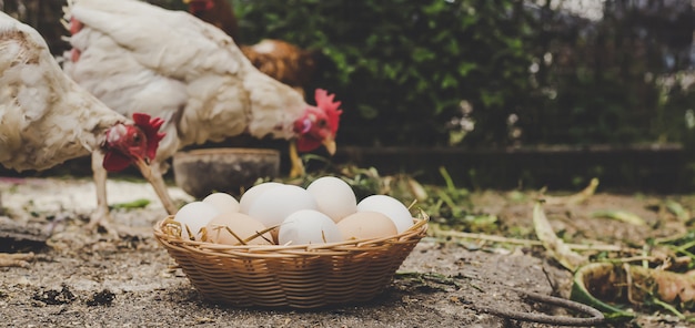 Homemade chicken eggs in a basket