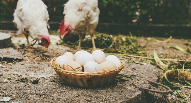 Homemade chicken eggs in a basket