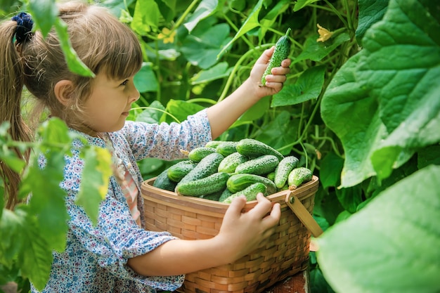 写真 自家製キュウリの栽培と子供の手の中の収穫。