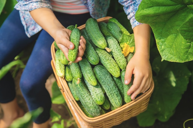 Homemade cucumber cultivation and harvest in the hands of a child.