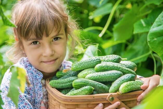 Homemade cucumber cultivation and harvest in the hands of a child.