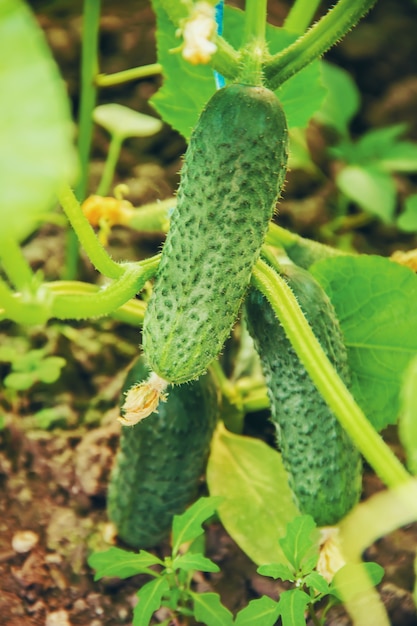 Homemade cucumber cultivation and harvest in the hands