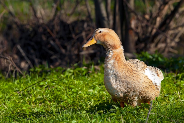 Homemade duck closeup in a meadow