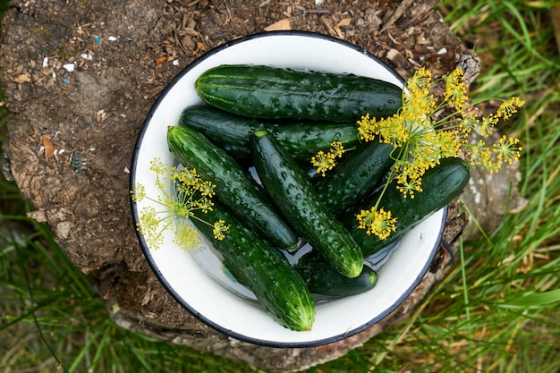 Homemade fresh cucumbers in a white bowl on a wooden background