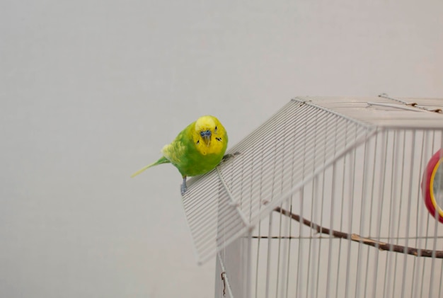 Homemade funny green budgie sits on a cage on a light background. Tropical birds at home. Selective focus