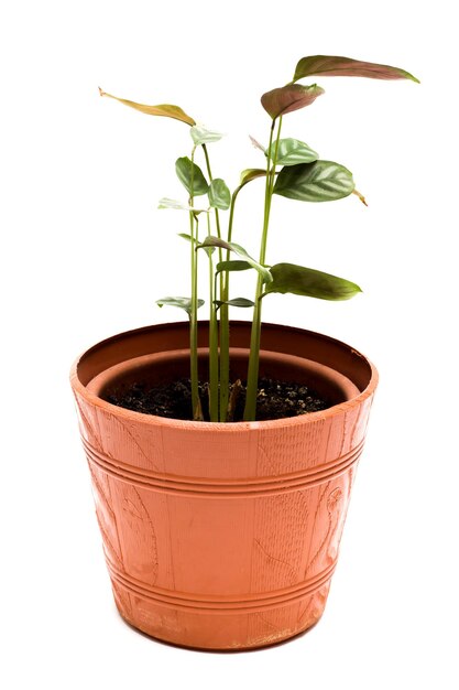 Homemade plant in a brown pot