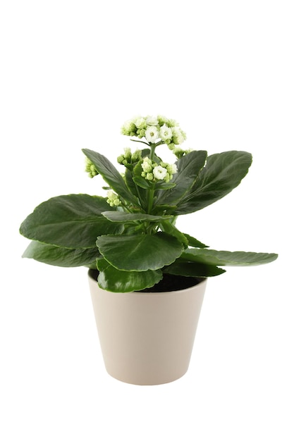 Homemade pot plant Kalanchoe with white flowers Isolated