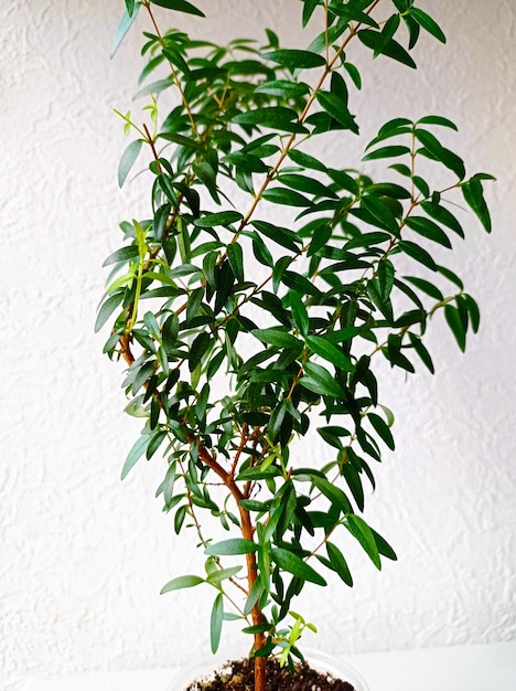 Homemade potted plant Myrtle on a white background Healing trees