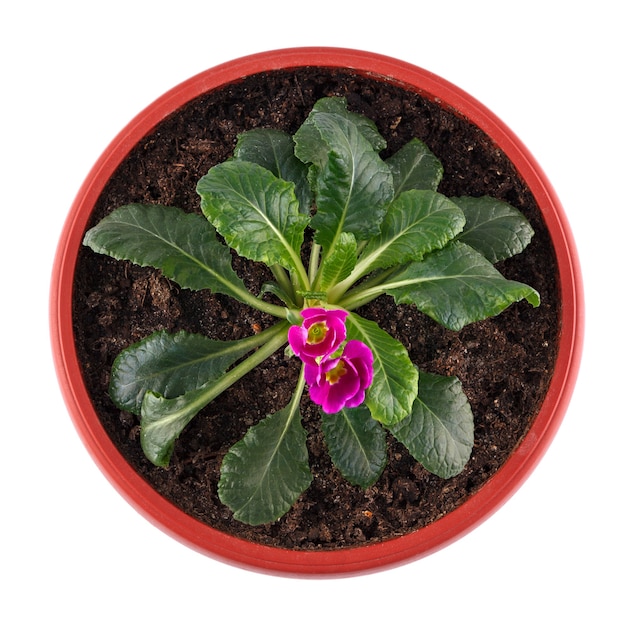 Homemade potted plant, Primula flower isolated on white surface