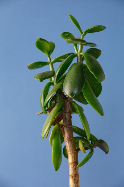 파란색 배경 매크로 사진에 집에서 만든 rassula ovata 나무의 밝은 녹색 잎