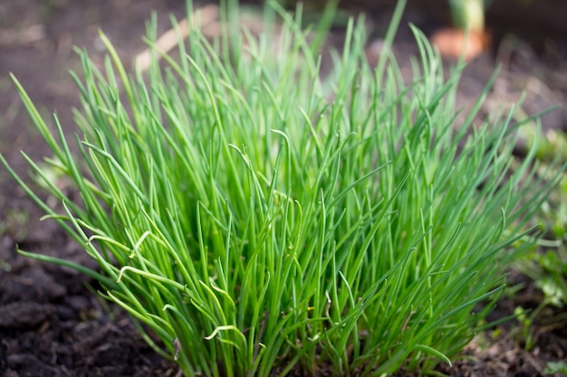 Homemade vegetable green onion on a vegetable plantation in the garden.