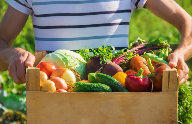 Homemade vegetables in the hands of men. harvest. selective focus.