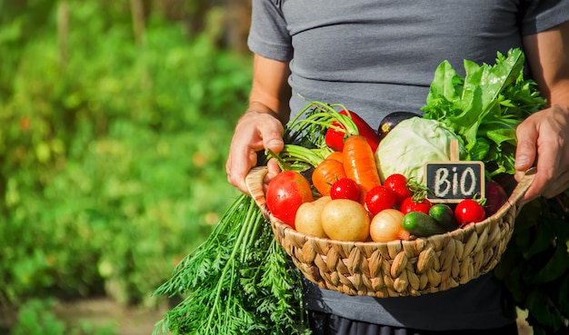 Photo homemade vegetables in the hands of men. harvest. selective focus.