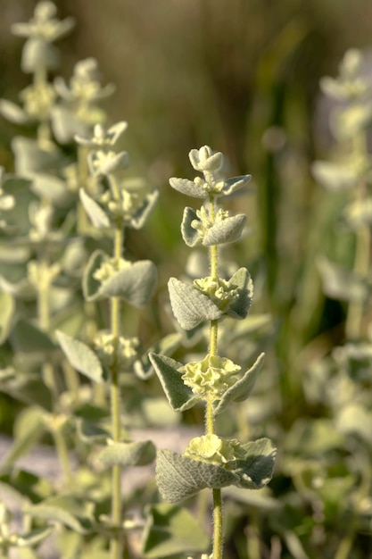 Homeopathic curative plant Ballota acetabulosa Lamiaceae grows in the mountains on a spring day closeup