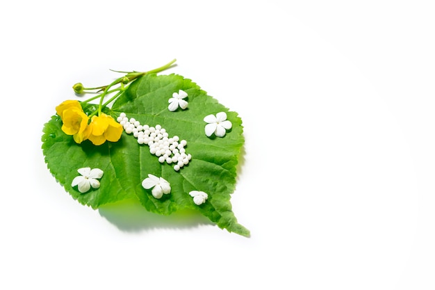 Homeopathic globules (pills) on green plant leaf on white.