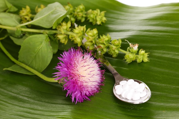 写真 ホメオパシーの錠剤と白で隔離される緑の葉の花