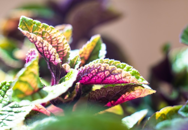 Homeplant laat close-up groen en violet natuurlijke planten macro