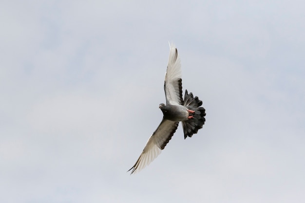 Uccello piccione viaggiatore volante con ampia piuma d'ala