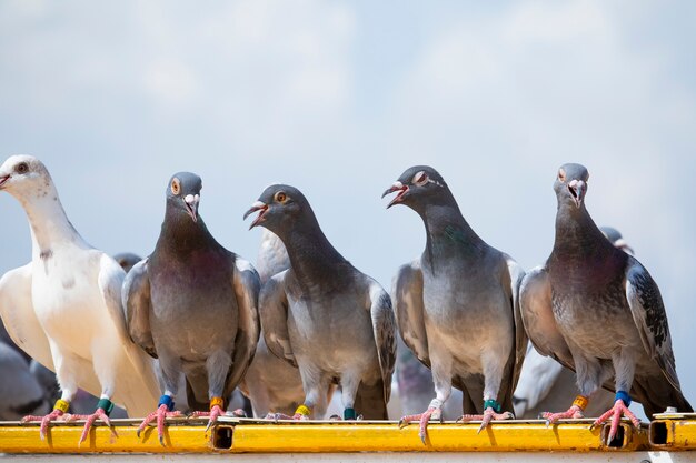 家の中二階の屋根にとまる鳩の鳥