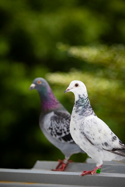 Homing pigeon bird standing on home loft roof