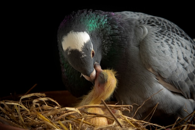 Homing pigeon feeding crop milk to new born bird