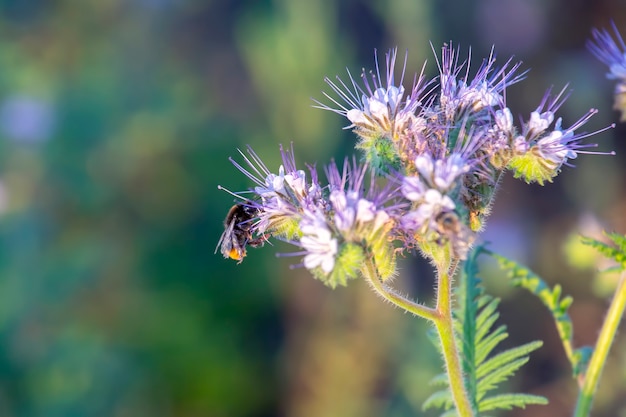 Hommel bestuift bloem. Kleurrijke wilde bloemen in verlicht avondzonlicht. De aard van bloemenbotanie